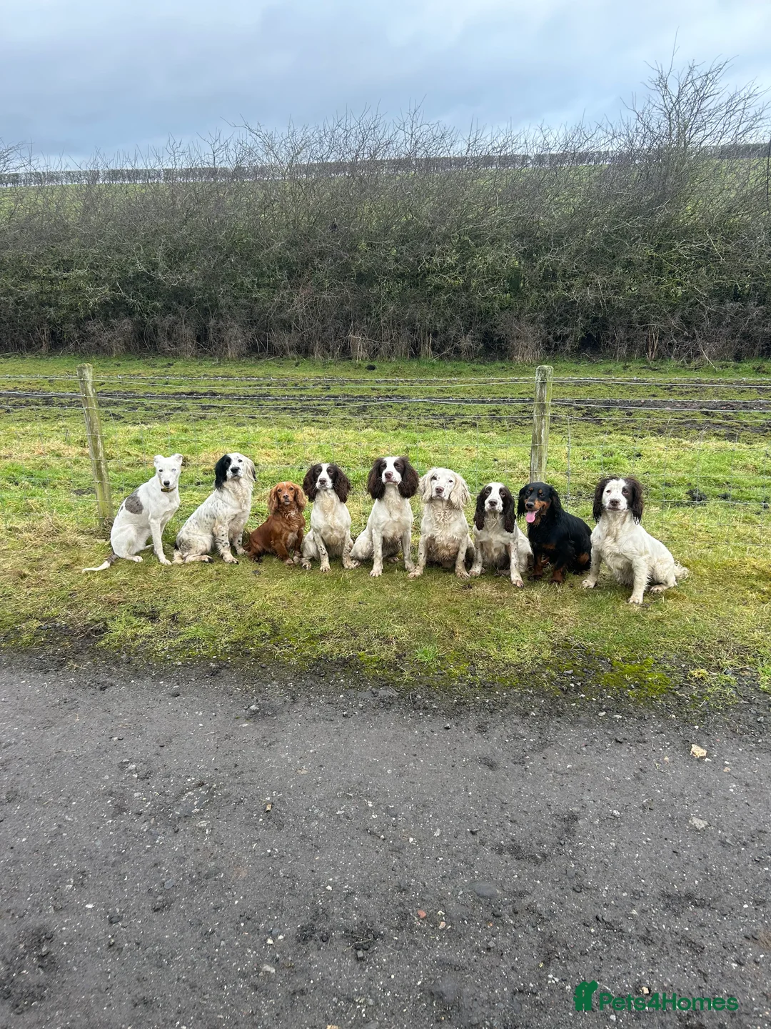 Cocker Spaniel dogs for stud: KC Registered Black and Tan Cocker Stud - Advert 5
