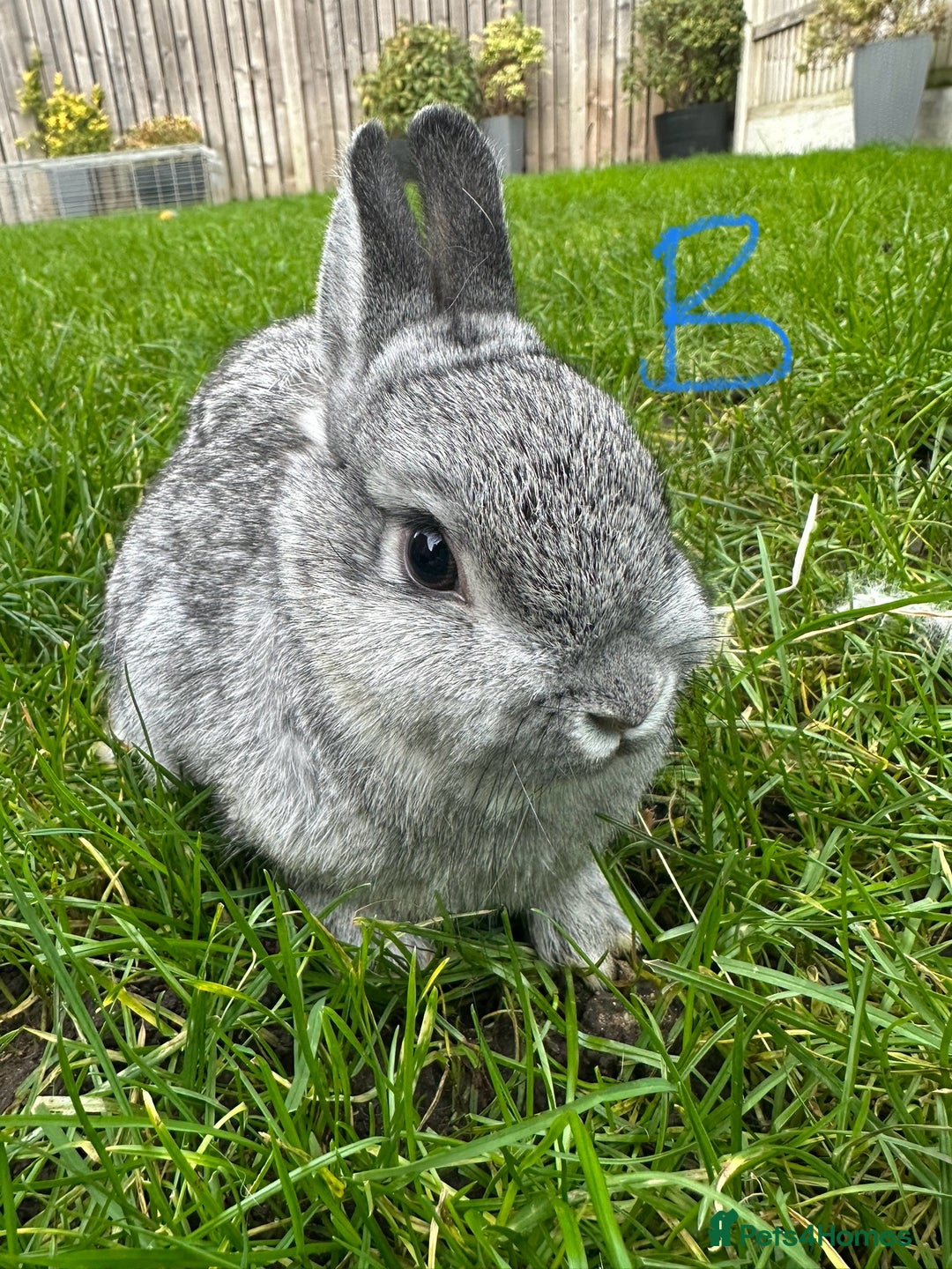 Netherland Dwarf rabbits for sale: Netherland Dwarf Rabbits For Sale  - Advert 2