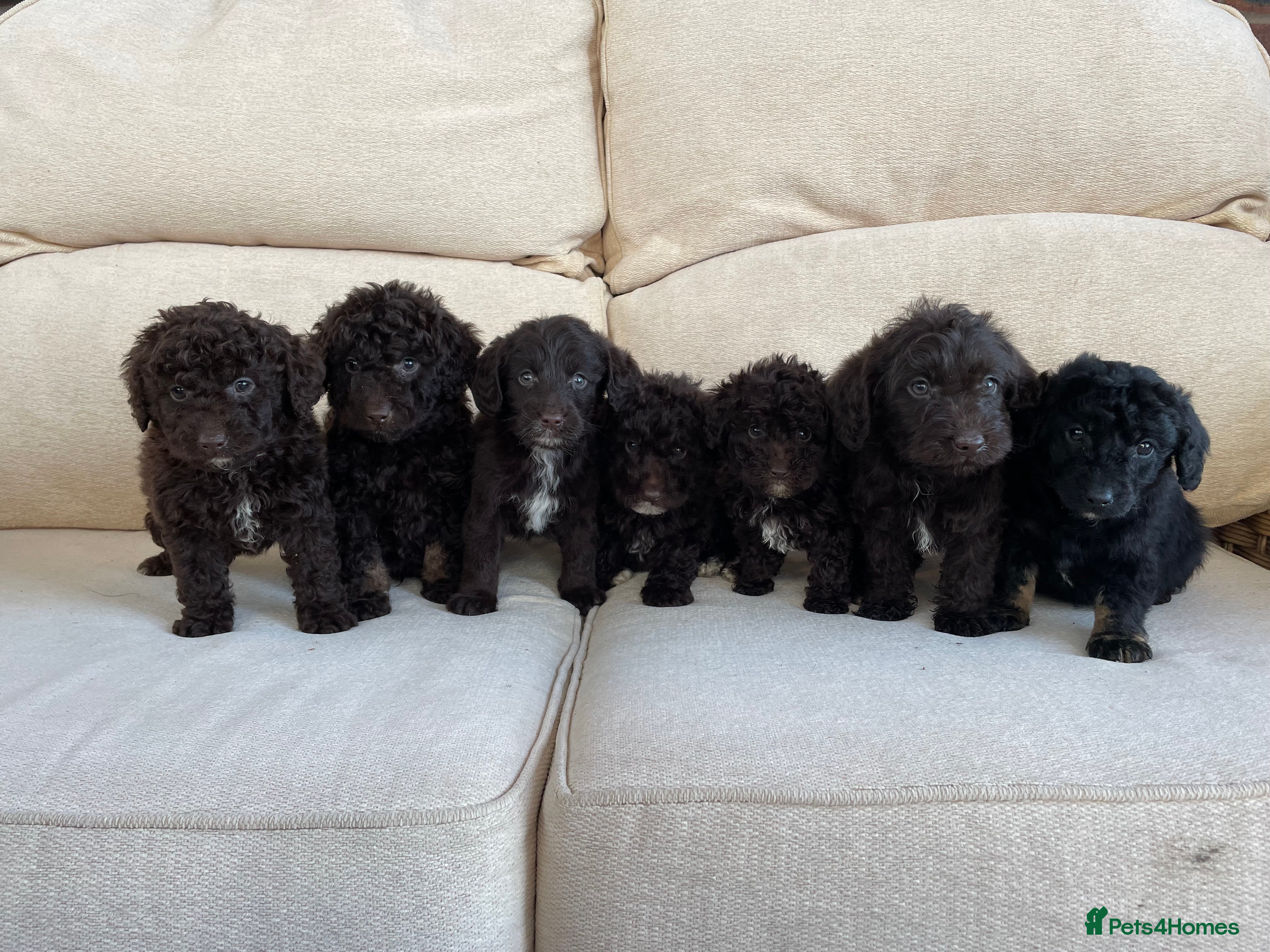 Labradoodle dogs Stunning miniature labradoodle puppies - Advert 1