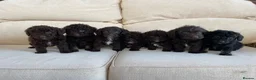 Labradoodle dogs for sale: Stunning miniature labradoodle puppies - Advert 1