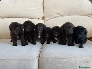 Labradoodle dogs Stunning miniature labradoodle puppies - Advert 1