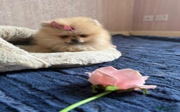Pomeranian dogs for sale: Luxurious Tiny Pomeranian - 900g/11 weeks old - Image 19