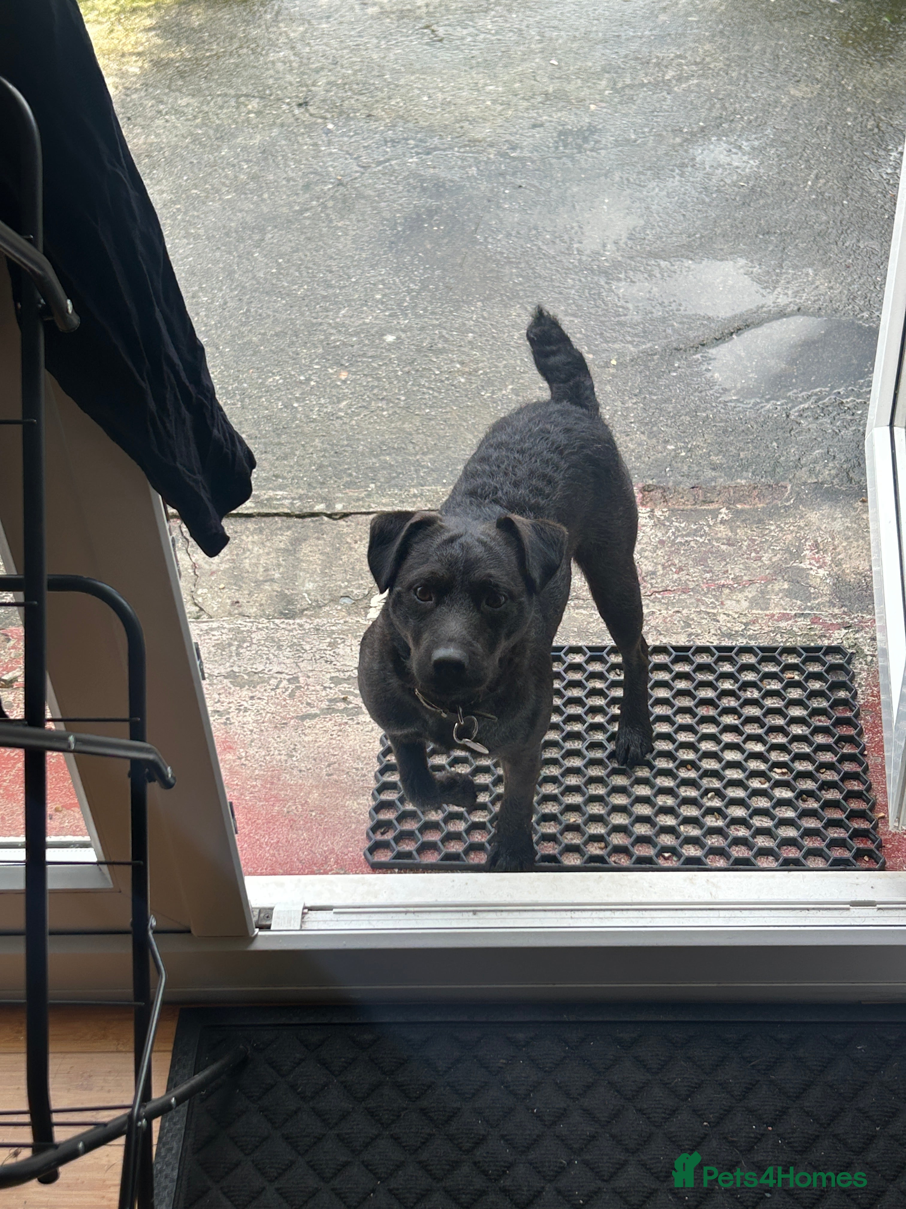 Patterdale Terrier dogs Stud Dog - Advert 1