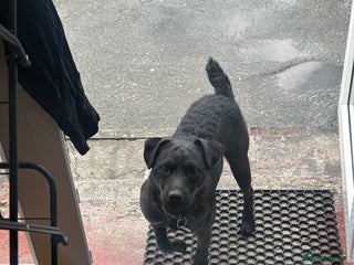 Patterdale Terrier dogs Stud Dog - Advert 6