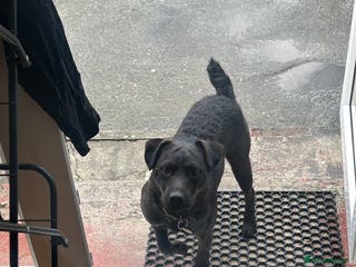 Patterdale Terrier dogs Stud Dog - Advert 1