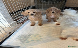 Maltipoo dogs for sale: BEAUTIFUL MALE MALTIPOOS READY NOW  in Kettering - Image 5