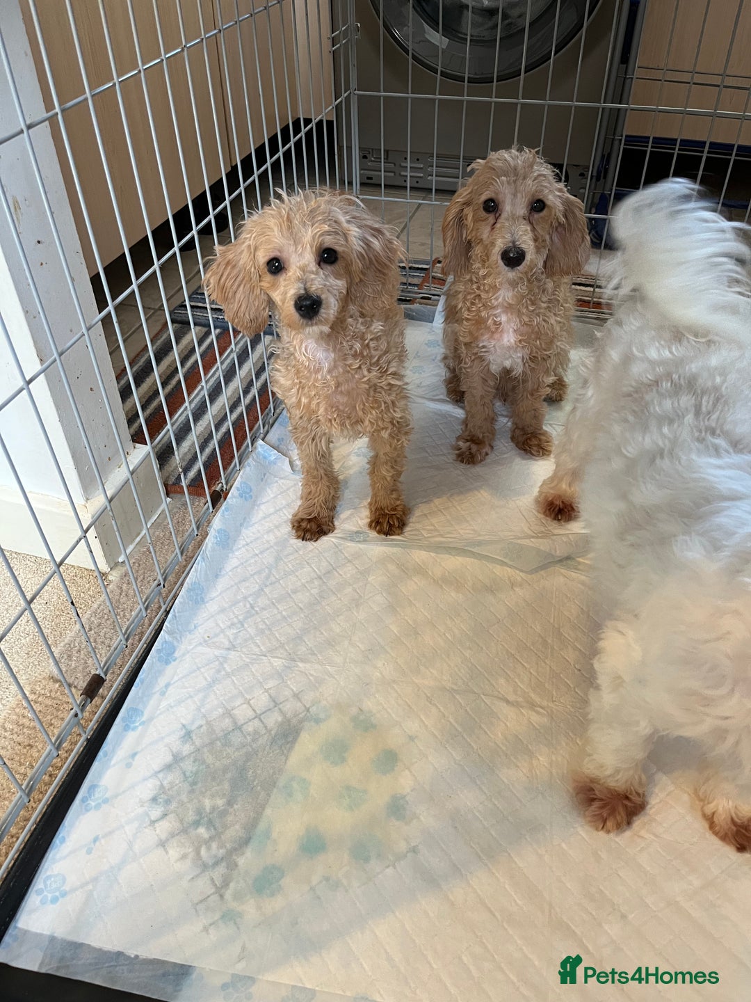 Maltipoo dogs for sale: BEAUTIFUL MALE MALTIPOOS READY NOW  in Kettering - Image 5