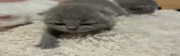 British Shorthair cats for sale: Pure British Shorthair Outstanding Kittens 😻🏆🥇 - Advert 13