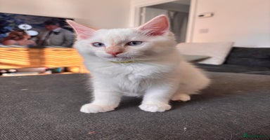 Ragdoll cats - Advert 8