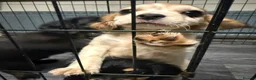 Cockalier dogs for sale: 2 x Cockalier puppies  - Advert 8