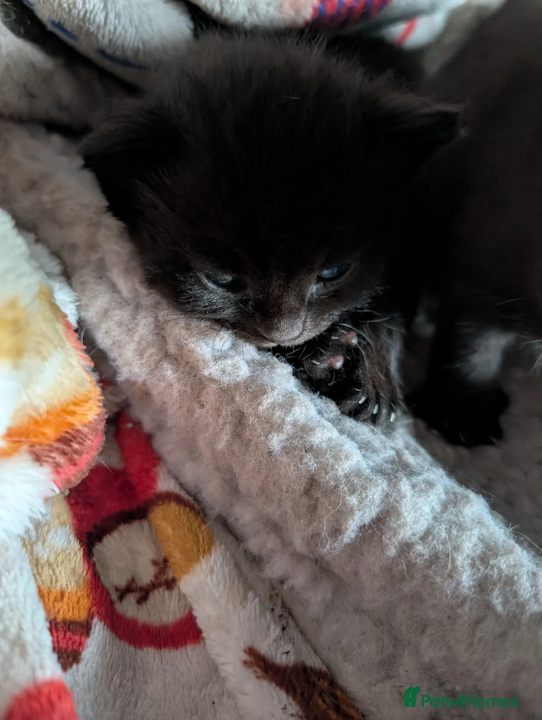 Mixed Breed cats for sale: Rare elf/BSH kittens  - Advert 8