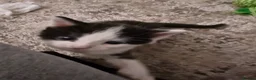 Domestic Shorthair cats for sale: Gorgeous tuxedo and mixed litter - Advert 7