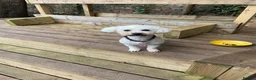 Poochon dogs for sale: 🌺3 POOCHON GIRLS in CHESHIRE🌺-Ready Fri  - Advert 21