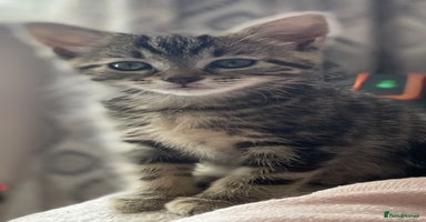 Mixed Breed cats - Advert 12