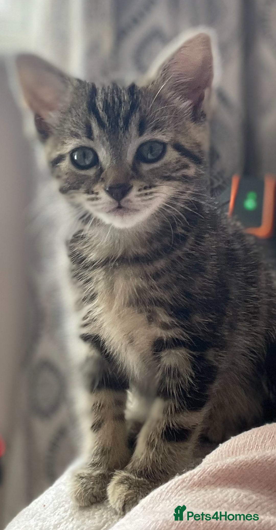 Mixed Breed cats for sale: 4 beautiful kittens ready now  - Image 2
