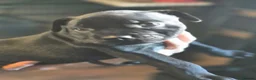 Staffordshire Bull Terrier dogs for sale: Black male kc reg Staffordshire bull terrier  - Advert 8