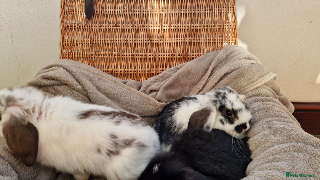 Mini Lop rabbits for sale: 4 x mini lop babies for sale - Advert 7
