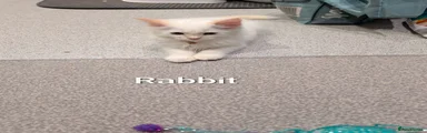 Ragdoll Kitten 2