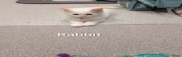 Ragdoll cats for sale: 4 ragdolls awaiting forever homes  - Advert 13