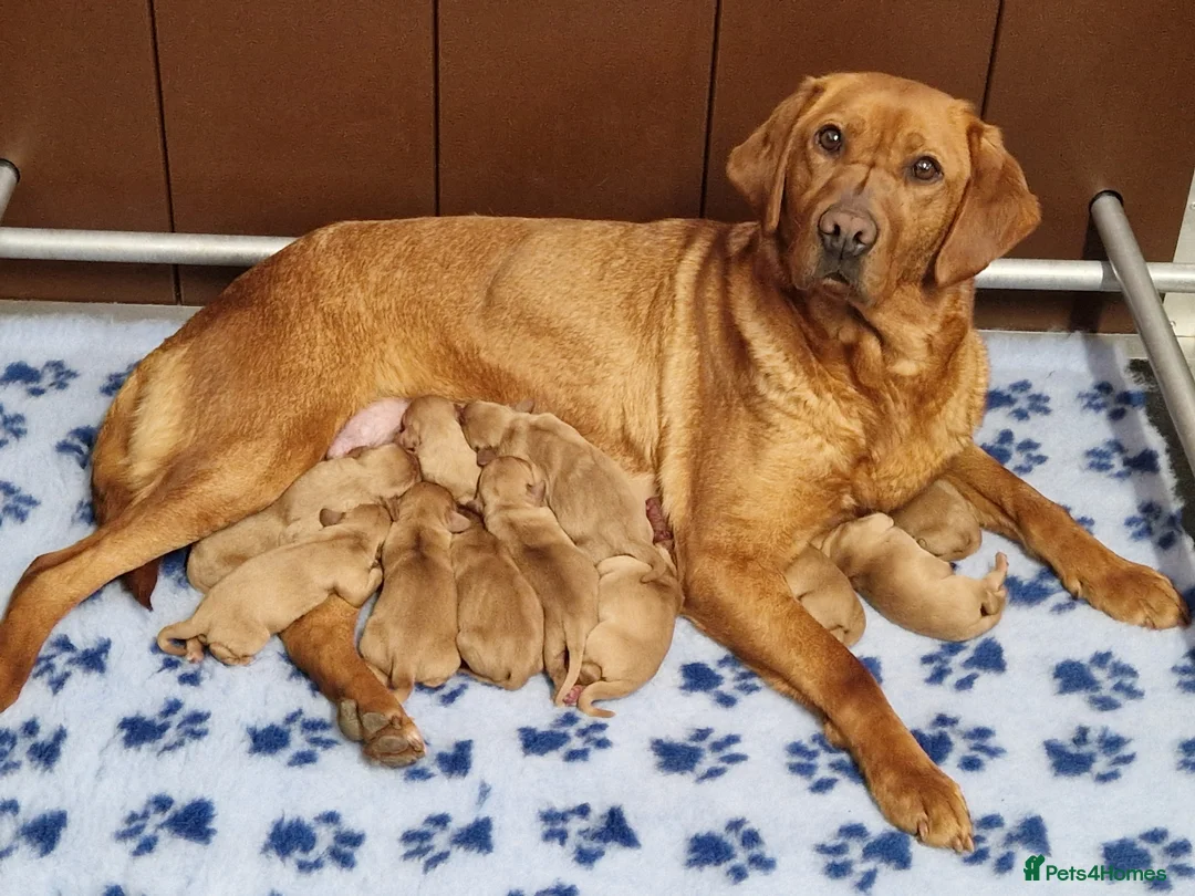 Cockerdor dogs for sale: 🌟STUNNING HEALTH TESTED FOX RED COCKERDORS 🌟 - Advert 7