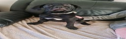 Cane Corso dogs for sale: 2 beautiful cane corso puppies - Advert 8