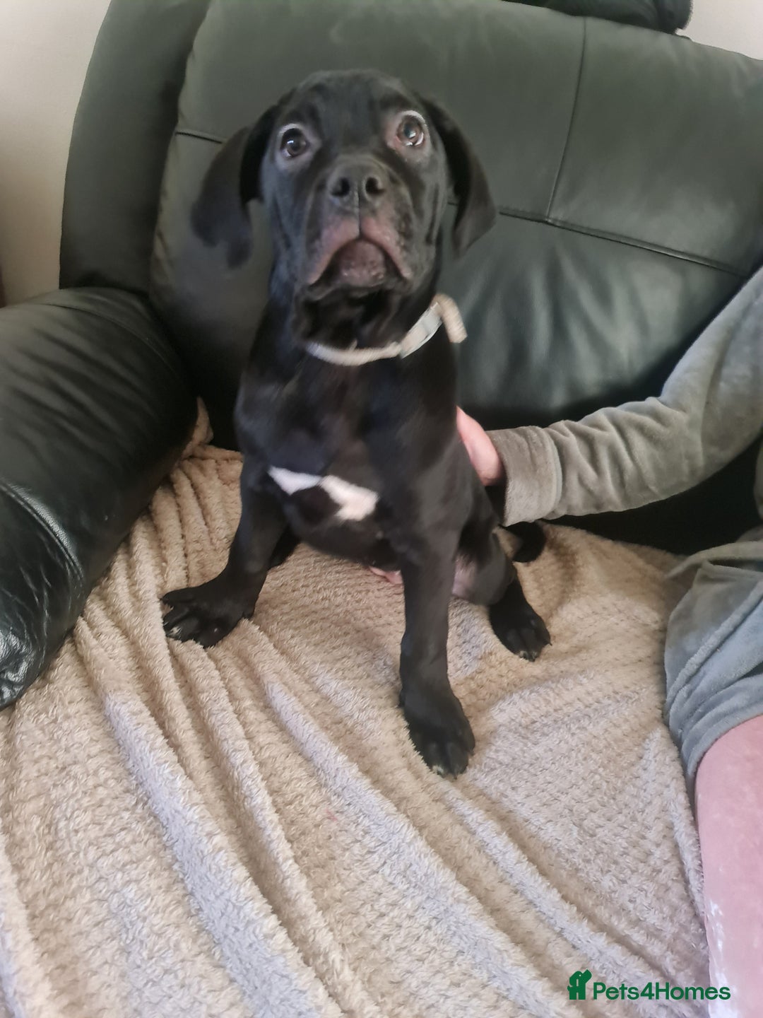 Cane Corso dogs for sale: 2 beautiful cane corso puppies - Advert 8