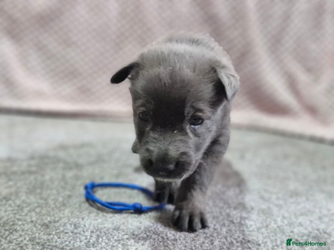 Mixed Breed dogs for sale: Belgian malinois x German shepherd puppies - Image 5