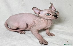Sphynx cats for sale: Charming Tortie Kitten with TICA is ready now! - Image 13