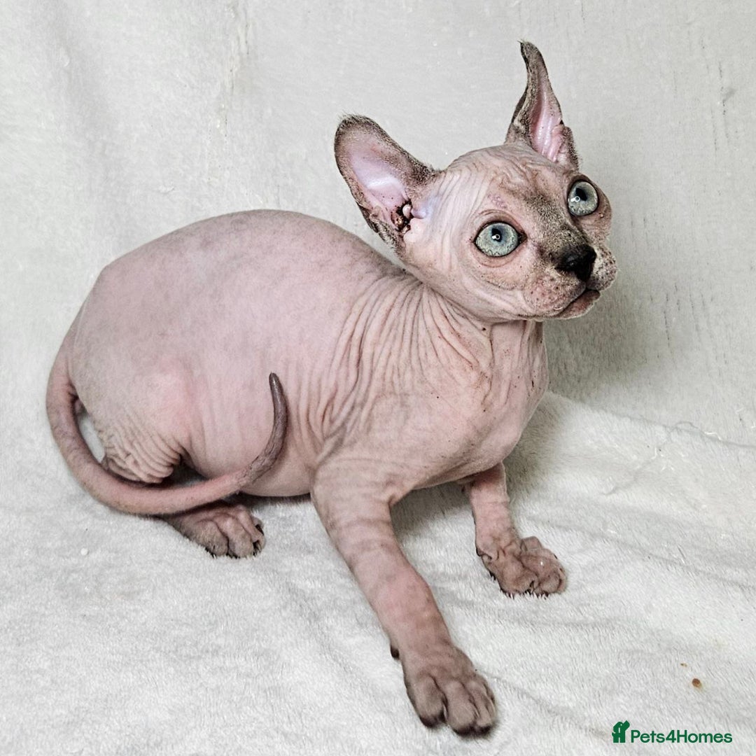 Sphynx cats for sale: Charming Tortie Kitten with TICA is ready now! - Image 13