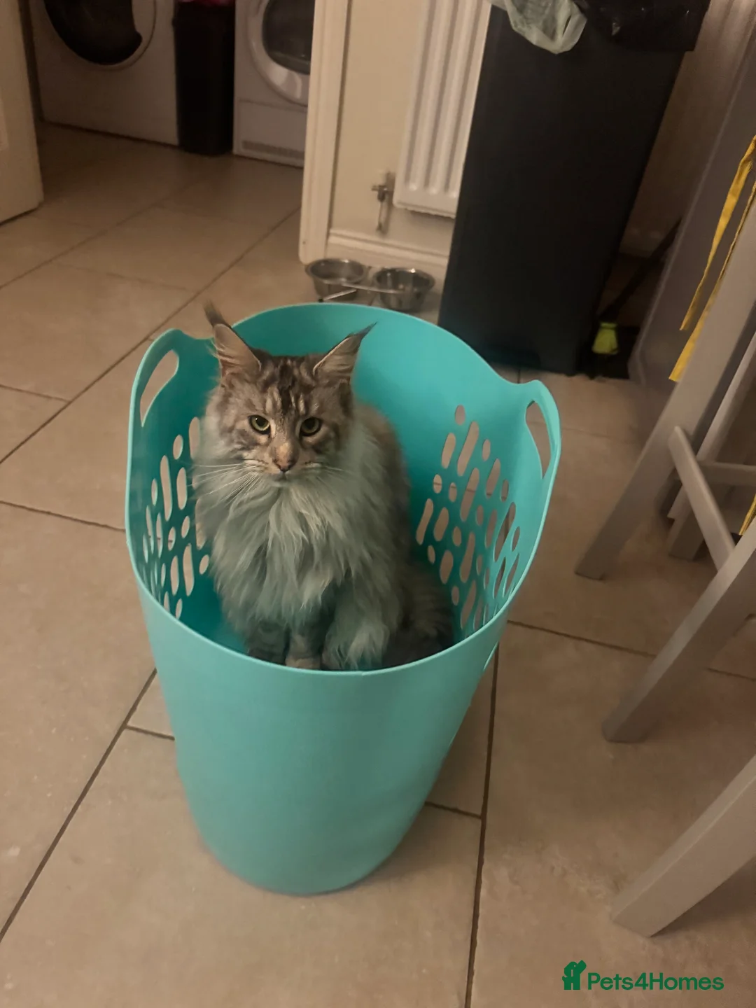 Maine Coon cats for sale: Beautiful Tilly looking for her perfect home  in Bracknell - Advert 5
