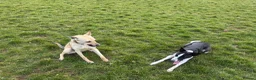 Mixed Breed dogs for sale: Whippet x collie in Pembroke Dock - Advert 4