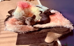 Sphynx cats for sale: Dwelf and Elf kittens - Image 2