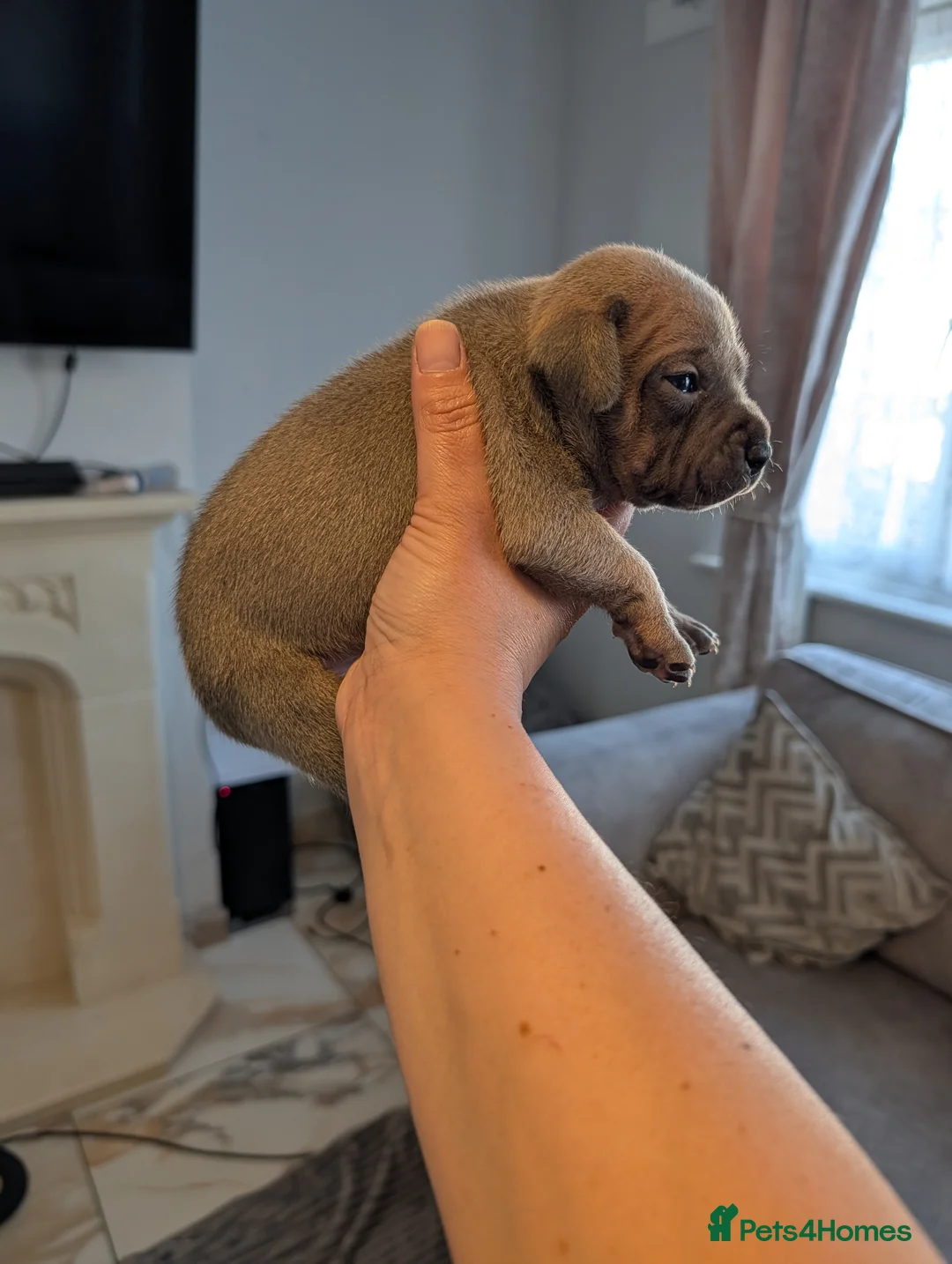Staffordshire Bull Terrier dogs for sale: Blue Staffordshire Bull terriers staffy - Advert 2