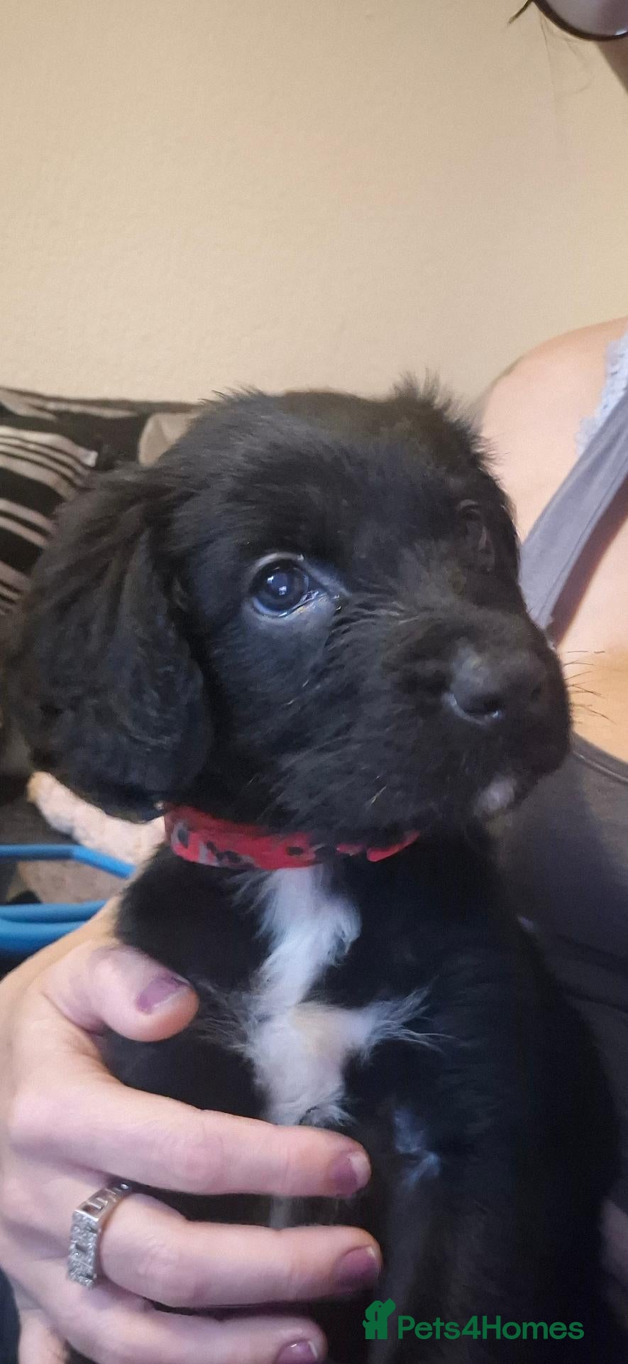 Sprocker dogs Beautiful sprocker puppies  - Advert 9