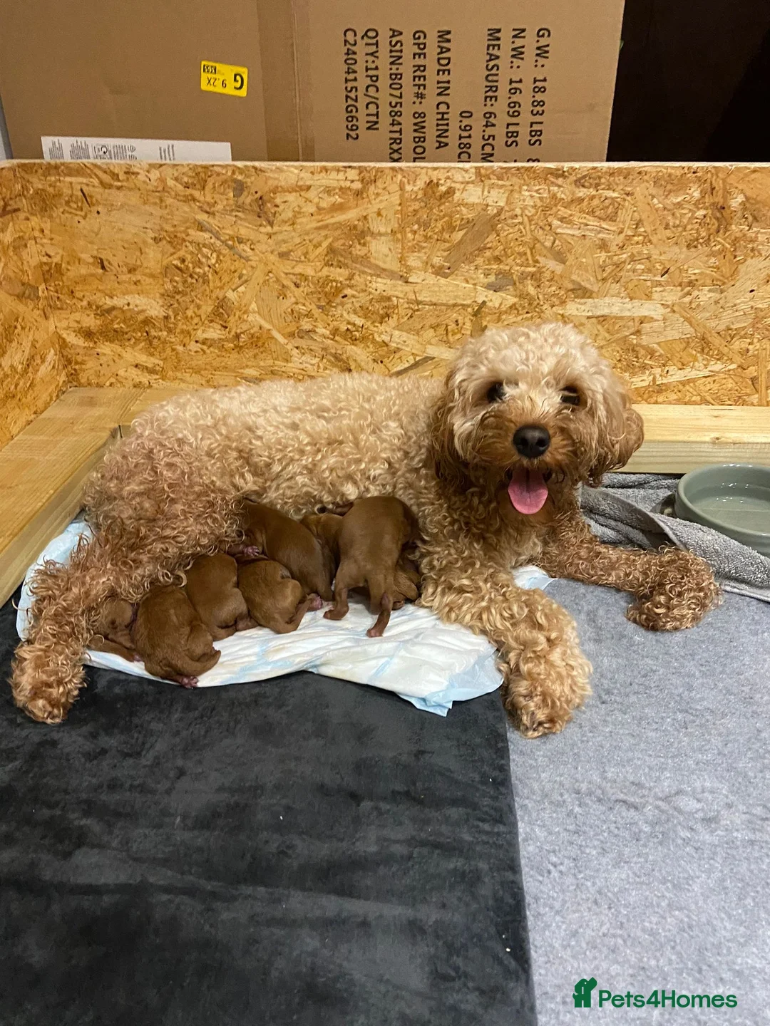 Toy Poodle dogs for stud: Health tested fox red toy poodle stud  in Stevenage - Advert 31