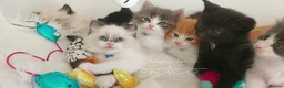 Ragdoll cats for sale: £Negotiable Beautiful cross Ragdoll/Persian😻😻😻 - Advert 25