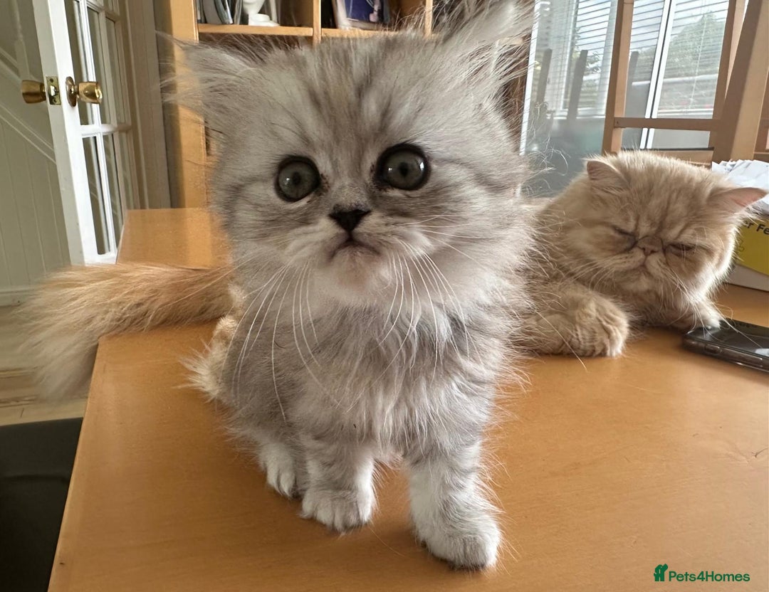 Persian cats for sale: Two multicoloured Persian females - Image 14