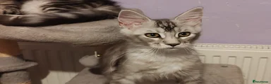 Silver ticked tabby boy