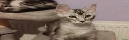 Maine Coon cats for sale: beautiful Maine coon kittens (2 poly) - Advert 9