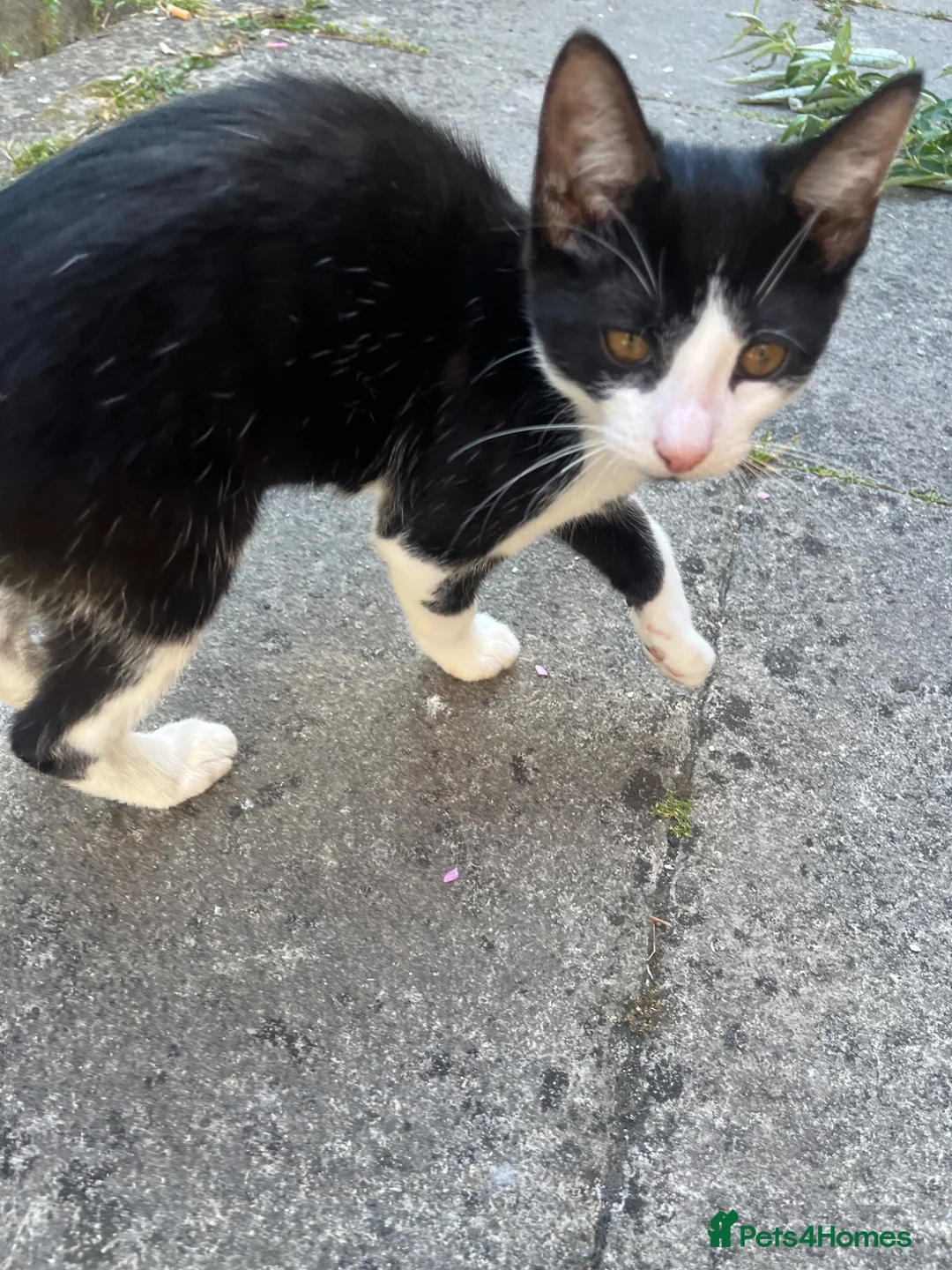 Mixed Breed cats for sale: Cuddly kitten - Advert 2