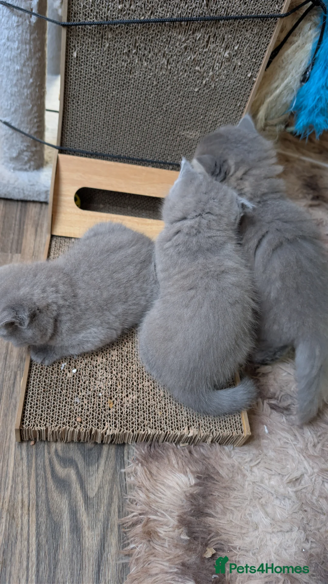 British Shorthair cats for sale: 🐾 Stunning Blue British Longhair & Shorthair  - Advert 4