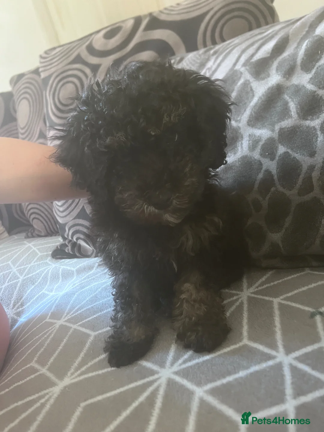 Toy Poodle dogs for sale: Toy poodle  - Advert 2