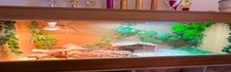 Bearded Dragon reptiles for sale: Bearded dragon  - Advert 3