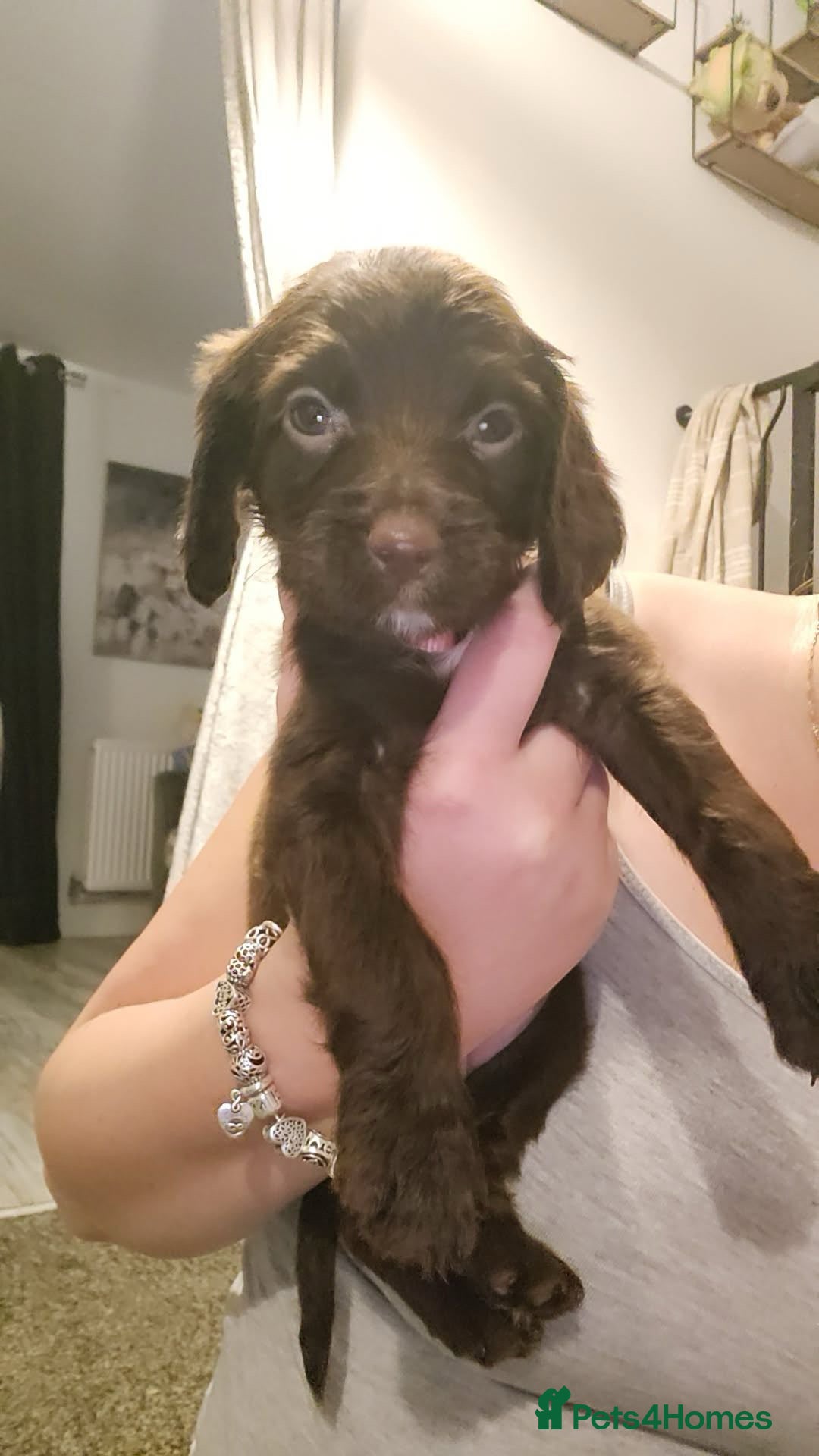 Cocker Spaniel dogs for sale: Cocker Spaniel Puppies🐕🐕 READY 30TH NOVEMBER 💙 - Advert 27