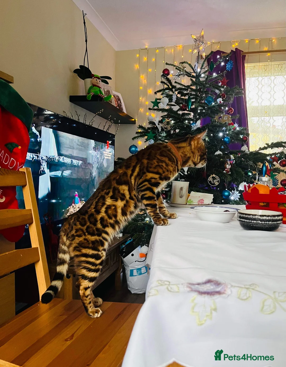 Bengal cats for stud: Adorable pure Bengal boy❤️ for stud in Purfleet - Advert 13