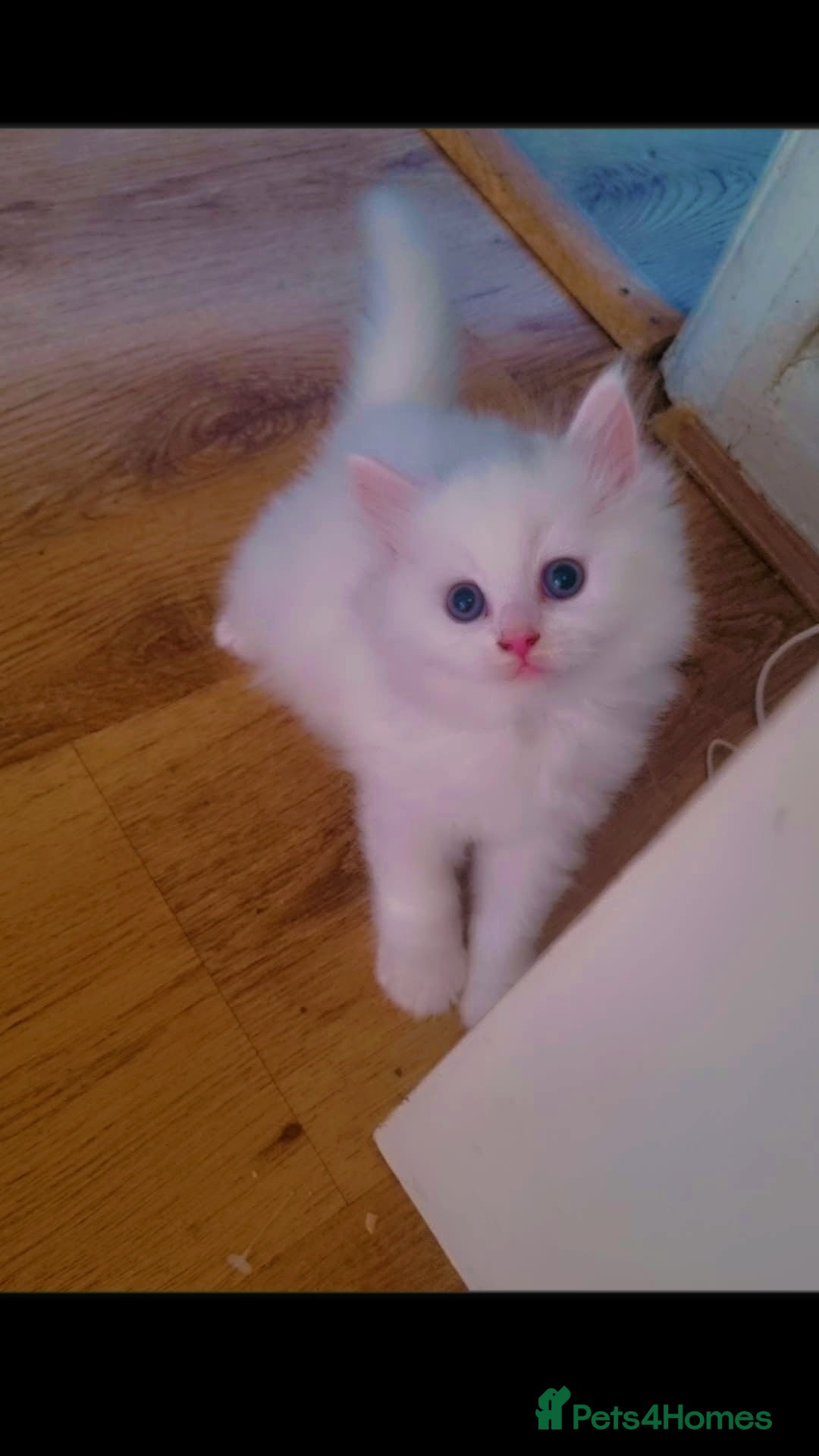 British Longhair cats Kitten&British long hair and persian - Advert 6