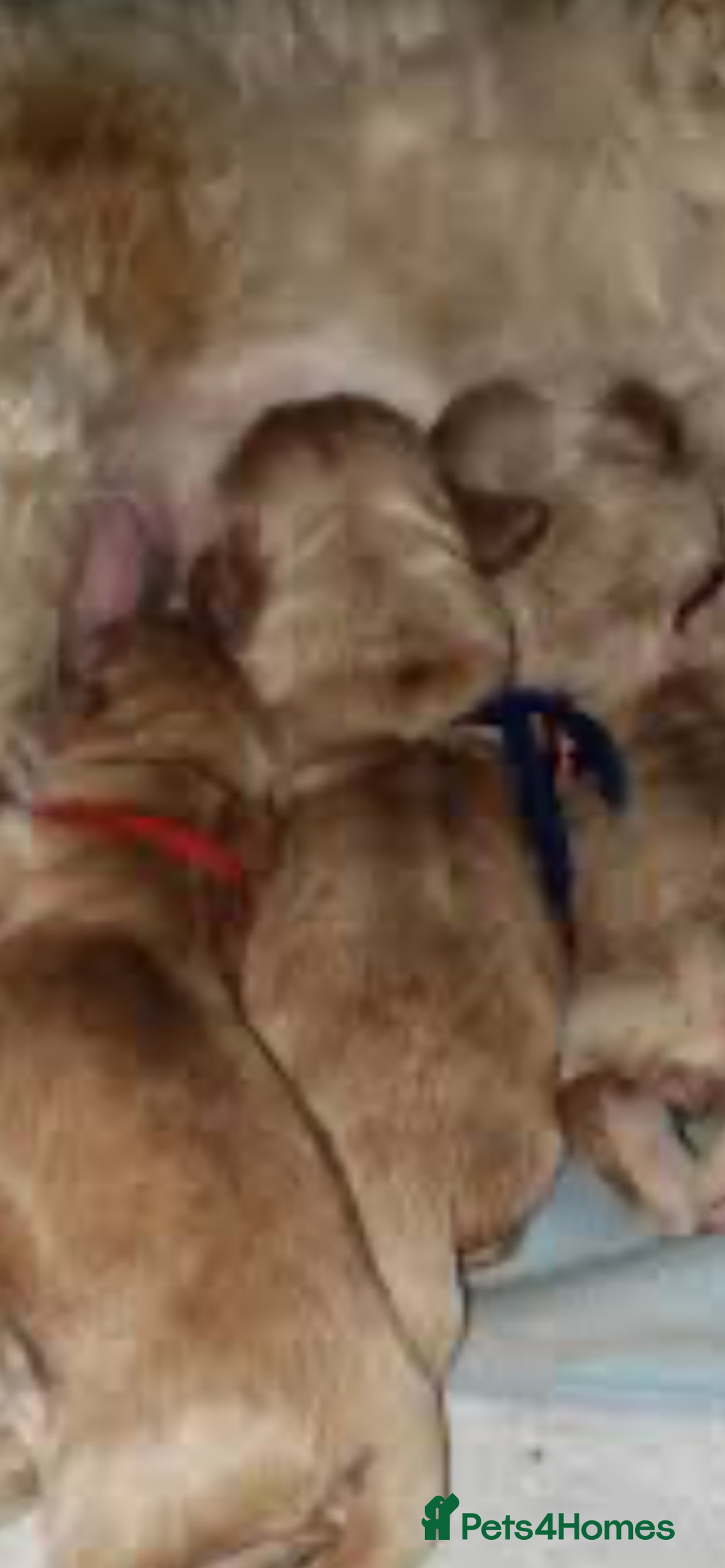 Cavapoo dogs for sale: Small Cavapoo puppies (toy poodle) - Image 13