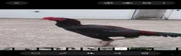 Chickens poultry for sale: Aseel  - Advert 9