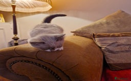 Ragdoll cats for sale: Ragdoll Cross - Advert 8