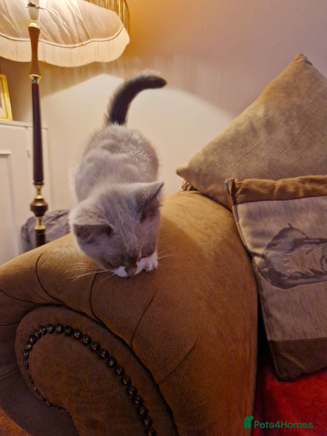 Ragdoll cats for sale: Ragdoll Cross - Advert 8